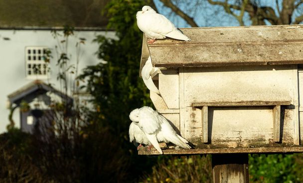 Λευκά περιστέρια σε ένα σπίτι πουλιών - Φωτογραφία, εικόνα