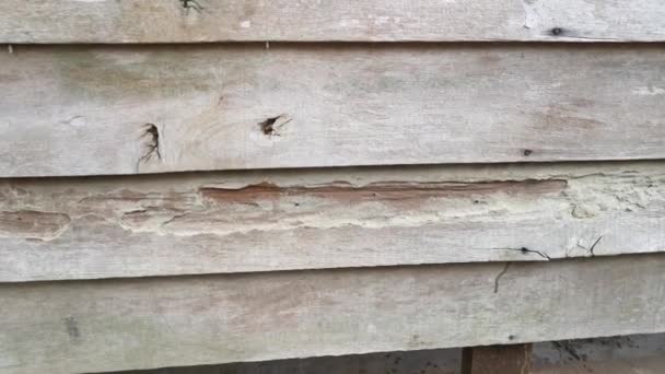 σήψη σανίδες υφή ξύλινος τοίχος ενός εγκαταλελειμμένου σπιτιού. - Πλάνα, βίντεο