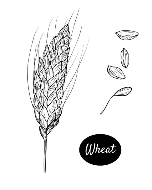Рука намальована пшениця з крупами. Ізольовані на білому тлі. Вектор EPS10
 - Вектор, зображення