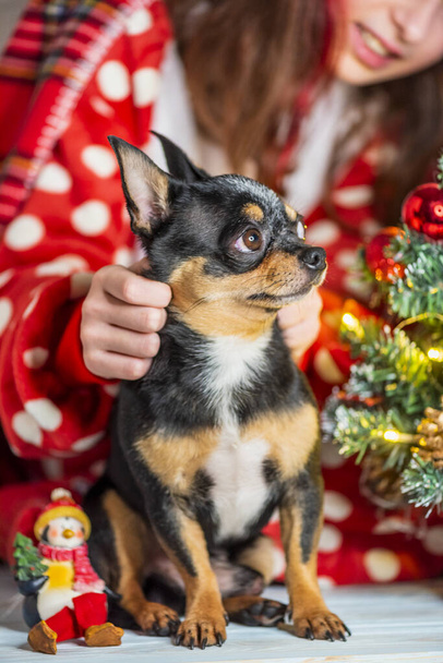 Un cane chihuahua. Chihuahua e Natale. Adorabile piccolo cane di Natale chihuahua - Foto, immagini