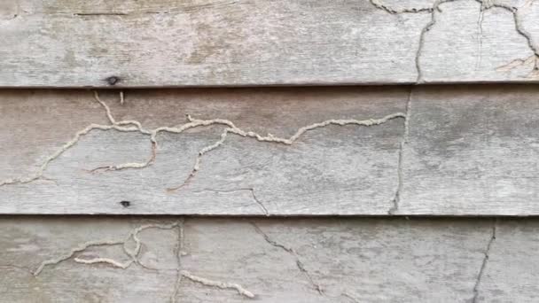 tavole marcescenti trama parete di legno di una casa abbandonata. - Filmati, video