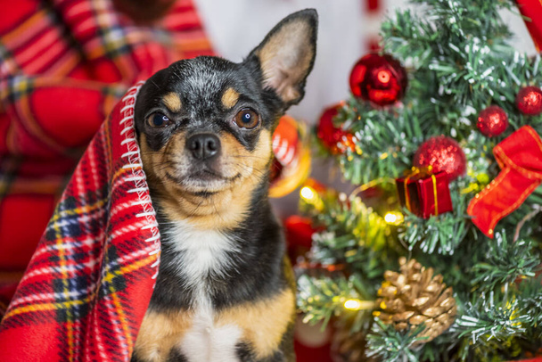 Chihuahua pes. Chihuahua a Vánoce. Roztomilý malý vánoční pes chihuahua - Fotografie, Obrázek