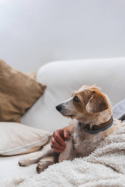 Older dog resting on the sofa with his human - Zdjęcie, obraz