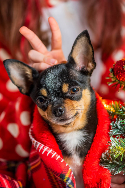 Cão Chihuahua. Chihuahua e Natal. Adorável pequeno cão de Natal chihuahua - Foto, Imagem
