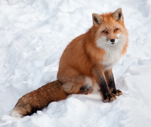 Молодая рыжая лисица в снегу, глядя в камеру
 - Фото, изображение
