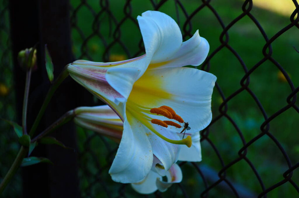Piękny kwiat lilii na zielonym tle liści. Kwiaty liliowe w ogrodzie. Konsystencja tła roślina ogień lilia z pomarańczowymi pączkami. Wizerunek roślin kwitnących pomarańczowy tropikalny kwiat lilii - Zdjęcie, obraz