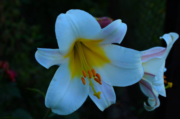Gyönyörű liliom virág zöld levelek háttér. Liliom virágok a kertben. Háttér textúra növény tűz liliom narancs rügyek. Kép növény virágzó narancs trópusi virág liliom - Fotó, kép