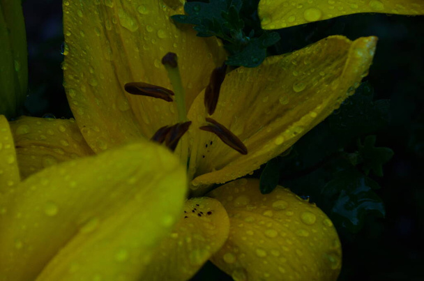 Hermosa flor de lirio sobre fondo de hojas verdes. Flores de Lilium en el jardín. Textura de fondo planta fuego lirio con brotes de naranja. Imagen planta flor naranja flor tropical lirio - Foto, Imagen