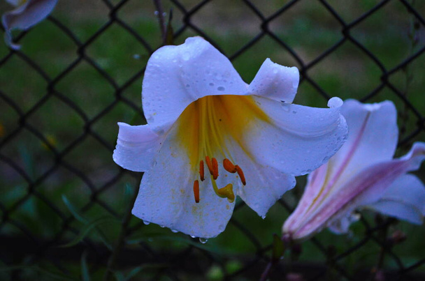 Schöne Lilie Blume auf grünen Blättern Hintergrund. Lilienblüten im Garten. Hintergrund Textur Pflanze Feuerlilie mit orangen Knospen. Image Pflanze blühende orange tropische Blütenlilie - Foto, Bild