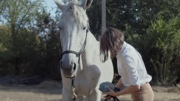 Nainen ratsastaja ratsastus vaatteet ja aurinkolasit puhdistaa erityisellä harjalla, kampa hänen valkoinen nuori kaunis hevonen - Materiaali, video