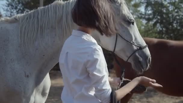 Nainen koskettaa hellästi hevosta ulkona. Ihmisten ystävällisyys eläimiä kohtaan. Kotieläimet ulkona. - Materiaali, video