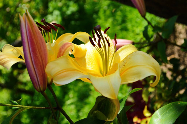 Beautiful Lily flower on green leaves background. Lilium flowers in the garden. Background texture plant fire lily with orange buds. Image plant blooming orange tropical flower lily - Photo, Image