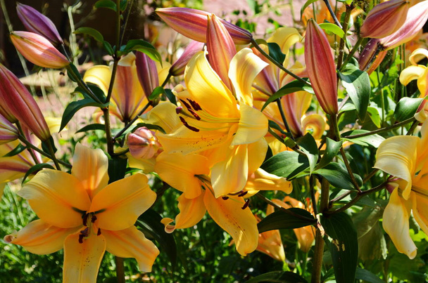 Mooie Lily bloem op groene bladeren achtergrond. Lilium bloemen in de tuin. Achtergrond textuur plant vuur lelie met oranje knoppen. Afbeelding plant bloeiende oranje tropische bloem lelie - Foto, afbeelding
