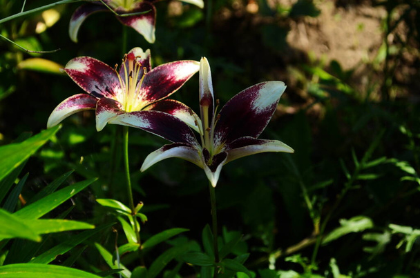Όμορφο λουλούδι Lily σε πράσινο φόντο φύλλα. Λουλούδια Λίλιουμ στον κήπο. Φόντο υφή φυτό κρίνο φωτιά με πορτοκαλί μπουμπούκια. Εικόνα φυτό ανθίζει πορτοκαλί τροπικό λουλούδι κρίνο - Φωτογραφία, εικόνα