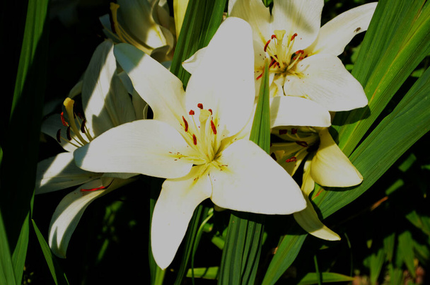 Mooie Lily bloem op groene bladeren achtergrond. Lilium bloemen in de tuin. Achtergrond textuur plant vuur lelie met oranje knoppen. Afbeelding plant bloeiende tropische bloem lelie - Foto, afbeelding