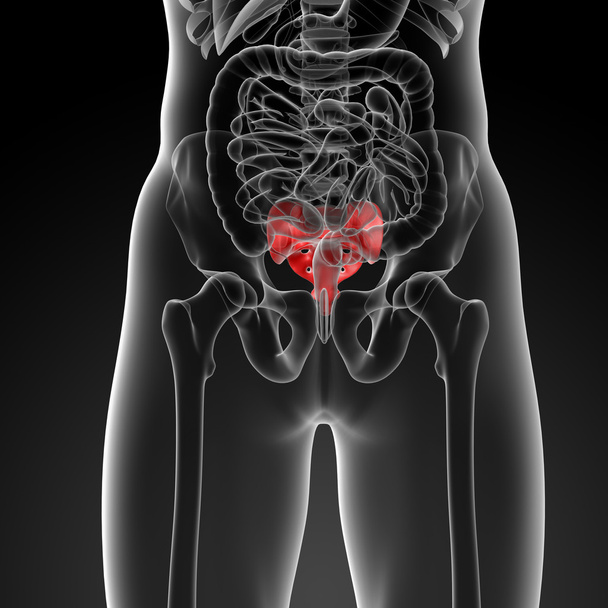 3d візуалізація ілюстрації крижової кістки
 - Фото, зображення