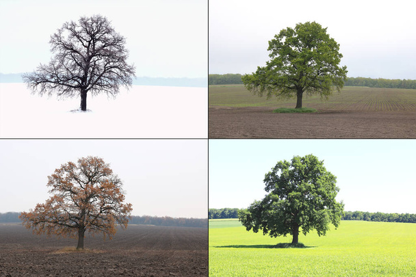 Abstraktní obraz osamělého stromu v zimě bez listí na sněhu, strom na jaře na trávě, strom v létě na trávě se zeleným listím a podzimní strom s červenožlutými listy jako symbol čtyř ročních období - Fotografie, Obrázek