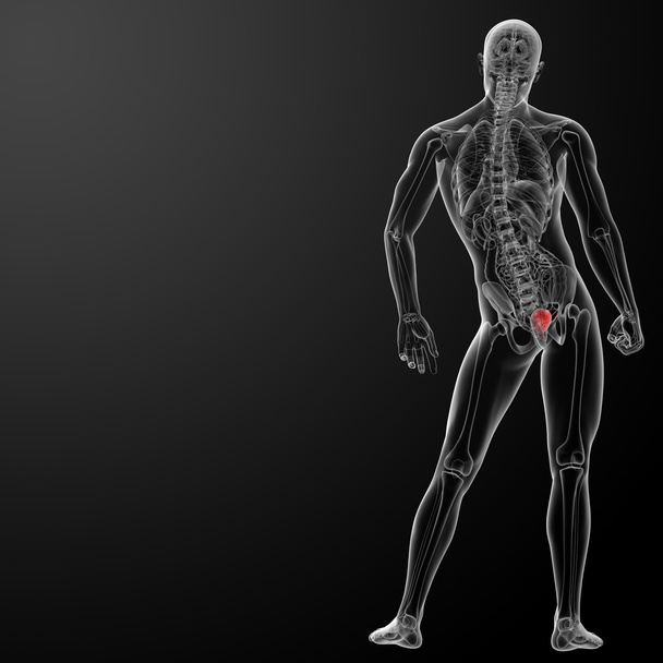 3 d レンダリングの膀胱の解剖学 - 写真・画像