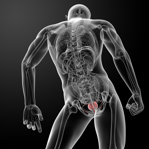 3D renderowania pęcherza anatomii - Zdjęcie, obraz