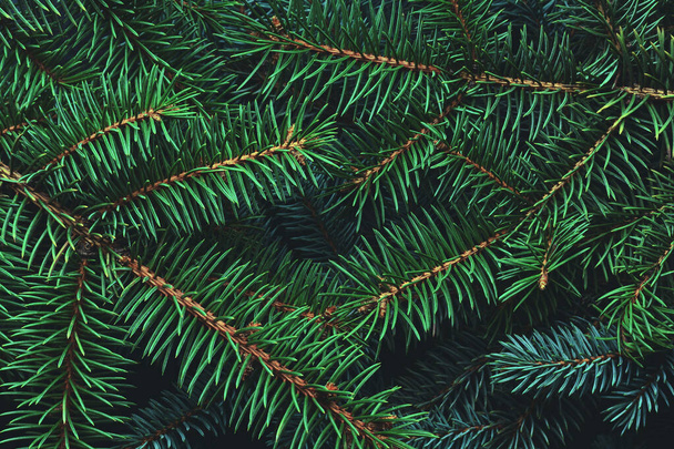 Christmas New Year background from empty pine branches. - Zdjęcie, obraz