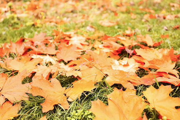 Colorful autumn leaves on green lawn in park, closeup - Fotó, kép