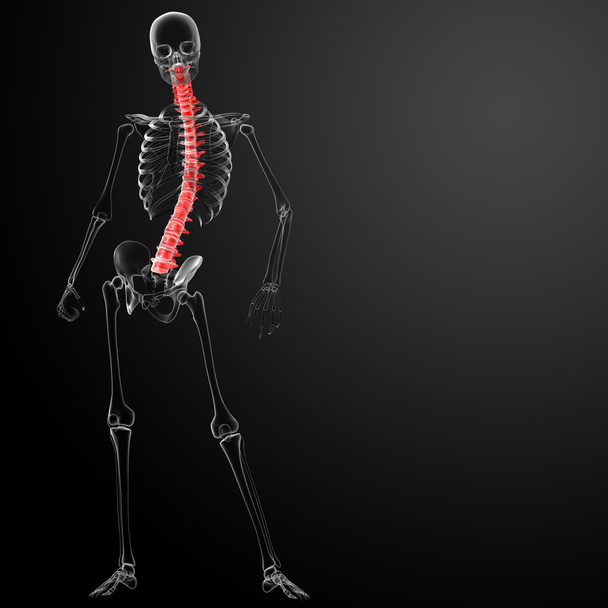 3 d のレンダリングの人間の背骨の解剖学フロント ビュー - 写真・画像