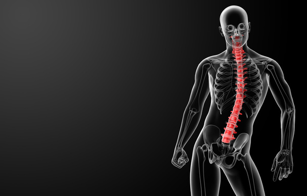 3d render Human Spine Anatomy - front view - Photo, Image