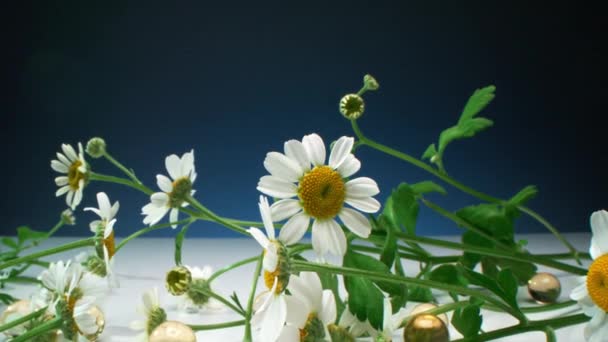 Images macro poupées de nombreuses marguerites de jardin avec de longues tiges vertes parmi des boules de gel doré pour les plantes sur table blanche à fond bleu foncé - Séquence, vidéo