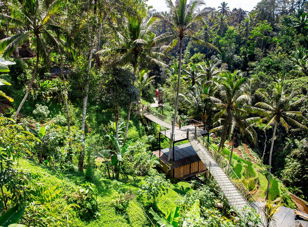 Tropischer Park mit Holzwegen zwischen Palmen in Ubud, Bali, Indonesien - Foto, Bild
