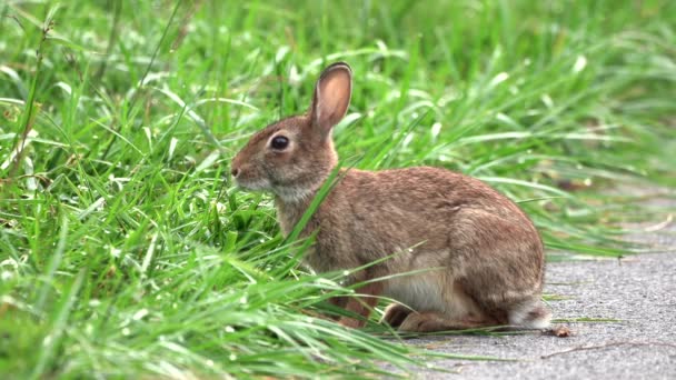 Un coniglio coda di cotone seduto su un sentiero e mangiare fili d'erba. - Filmati, video