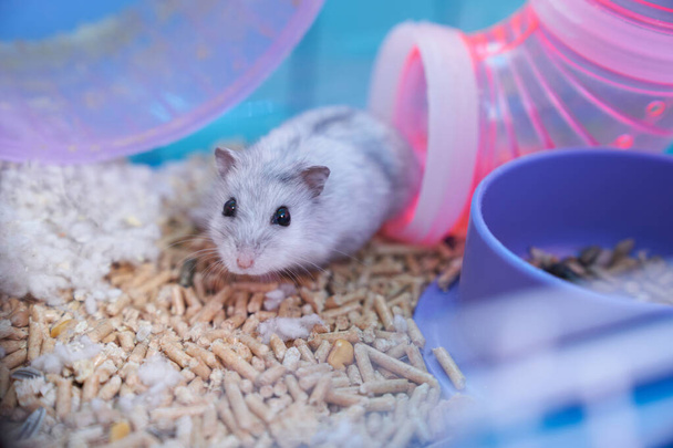 Dzungarian hamster in a multicolored cage with a wheel - Zdjęcie, obraz
