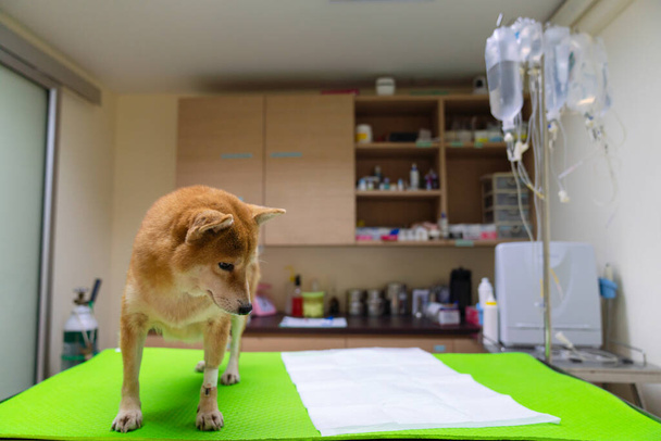 Der Shiba Inu Hund ist krank. Der Shiba Inu Hund ist im Untersuchungsraum des Tierkrankenhauses. - Foto, Bild