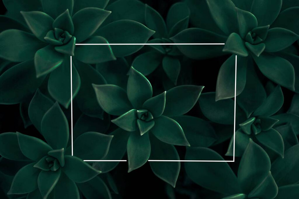 Succulent plant background with line box. Tidewater green color of the year 2021 - Foto, Imagen