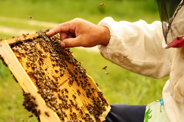 Beekeeper holding frame of honeycomb with working bees outdoor - 写真・画像