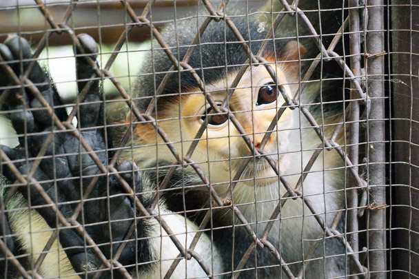 Mono triste en una jaula
 - Foto, Imagen