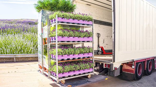 φορτηγό παραδίδεται λουλούδια σε γλάστρες, logistics μεταφορών στην Ευρώπη - Φωτογραφία, εικόνα