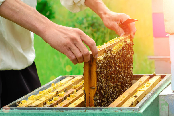 El apicultor mira a la abeja en la colmena - Foto, Imagen