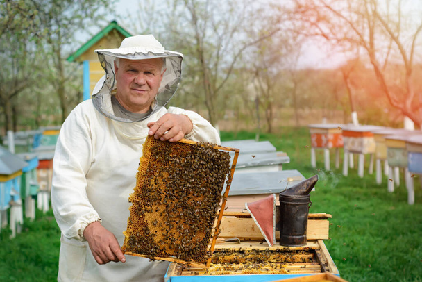 Beekeeper holding a honeycomb full of bees. Beekeeper in protective workwear inspecting honeycomb frame at apiary. Works on the apiaries in the spring - Photo, Image