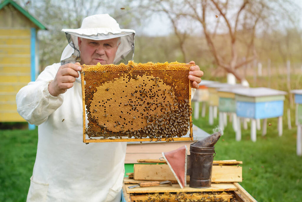 Ο μελισσοκόμος κρατάει μια κηρήθρα γεμάτη μέλισσες. Μελισσοκόμος σε προστατευτικό ένδυμα εργασίας επιθεώρηση κυψελωτή πλαίσιο στο μελισσοκομείο. Εργασίες στα μελισσοκομεία την άνοιξη - Φωτογραφία, εικόνα