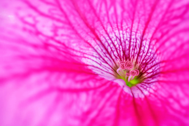 un gros plan d'une fleur rose - Photo, image