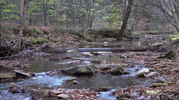 Un pequeño arroyo que fluye a través del bosque en un fresco día de otoño en las montañas. - Imágenes, Vídeo