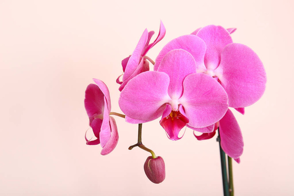Красиві квіти орхідей на світлому фоні
 - Фото, зображення