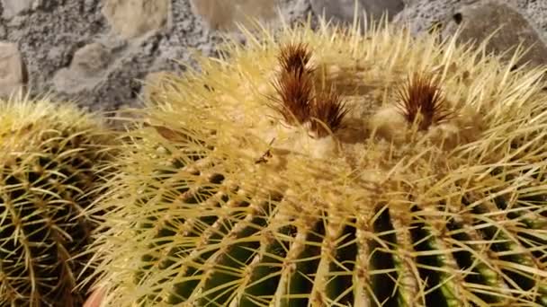 Goloden Echinopsis calochlora cactus primer plano con muro de piedra. Vídeo 4k. Planta redonda del desierto. Planta suculenta de cactus pequeño en la maceta. Desierto Hedgehog cactus gran extremo de cerca con foco. - Metraje, vídeo