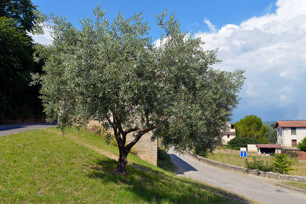 Olivovník ve vesnici La Brillanne, obci v departementu Alpes-de-Haute-Provence na jihovýchodě Francie.  - Fotografie, Obrázek