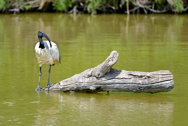 African sacred ibis (Threskiornis aethiopicus), view of front, standing on tree trunk in water - Photo, Image