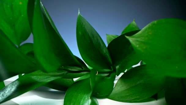 Dollying-out macro beelden van fel groene plant bladeren op witte tafel op donkere achtergrond - Video