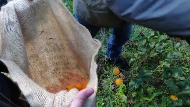 Χέρι βάζοντας πορτοκάλια σε ένα ηλιόλουστο σάκο. Ο άνθρωπος συλλέγει πορτοκάλια τοποθετώντας τα σε ένα ηλιόλουστο σάκο. Πάρε φρούτα. Ώριμη πορτοκαλιά που κρέμεται σε ένα δέντρο. Ωρίμανση και ζουμερό πορτοκάλι σε φυτείες εσπεριδοειδών - Πλάνα, βίντεο
