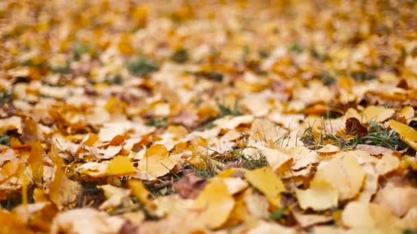 Herbstblatt-Herbstzeit. Gelbe und orangefarbene Ahornblätter im Stadtpark. Frauenfüße in schwarzen Stiefeln laufen auf einer Gasse im Wald - Filmmaterial, Video
