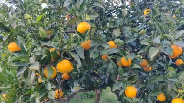 Appelsiinit puussa lehtiä lähikuva. Kypsiä appelsiinihedelmiä roikkuu puussa. Kypsä ja mehukas appelsiini sitrushedelmäviljelmillä. Tuuli heiluttaa lehtiä ja hedelmiä. Appelsiinimehua. Video 4k korkea laatu - Materiaali, video