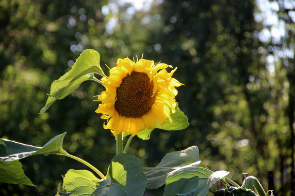 Zbliżenie zdjęcie słonecznika z dużymi zielonymi liśćmi na solidnej zielonej łodydze. - Zdjęcie, obraz